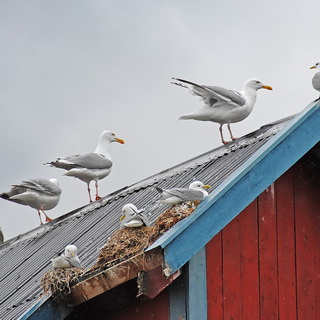 Å - Herring gulls